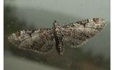 Eupithecia Eupithecia