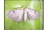 Eupithecia Eupithecia