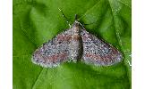 Eupithecia Eupithecia