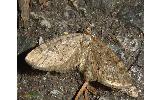 Eupithecia Eupithecia