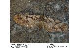 Eupithecia takao