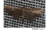 Eupithecia thalictrata ijimai