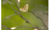 Eulithis convergenata