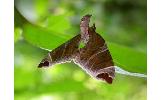 Eulithis ledereri