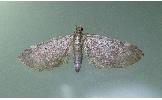 Eupithecia Eupithecia