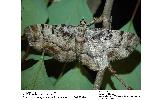 Eupithecia Eupithecia