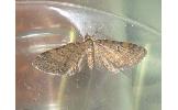 Eupithecia Eupithecia