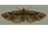 Eupithecia takao