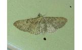 Eupithecia tenuisquama
