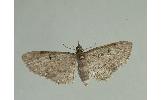 Eupithecia tripunctaria