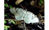 Venusia Venusia