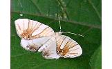 Eulithis Eulithis