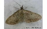 Eupithecia Eupithecia