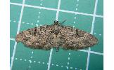 Eupithecia Eupithecia