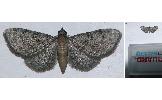Eupithecia subtacincta