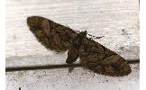 Eupithecia takao