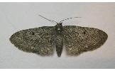 Eupithecia tenuisquama