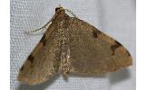 Heterophleps fusca fusca