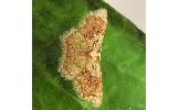 Palpoctenidia Palpoctenidia