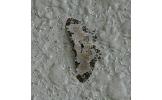 Tyloptera Tyloptera