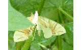 Eulithis convergenata