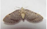 Eupithecia Eupithecia