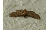 Eupithecia subtacincta