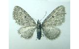 Eupithecia tenuisquama