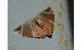 Eulithis ledereri