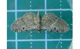 Eupithecia sp.