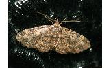 Pseudocollix Pseudocollix