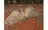 Eupithecia Eupithecia