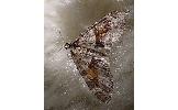 Trichopteryx Trichopteryx