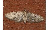 Eupithecia Eupithecia