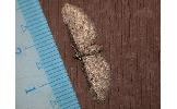 Eupithecia Eupithecia