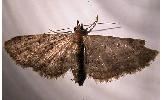 Eupithecia sp.