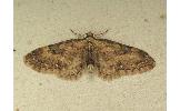 Eupithecia Eupithecia