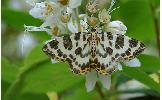 Gandaritis whitelyi leechi