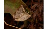 Nothoporinia Nothoporinia