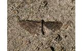 Eupithecia Eupithecia