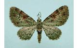 Chloroclystis Chloroclystis