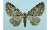 Eupithecia Eupithecia