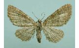 Eupithecia Eupithecia