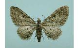 Eupithecia Eupithecia