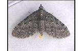 Eupithecia tenuisquama