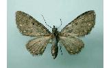 Eupithecia tripunctaria