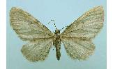 Eupithecia veratraria perpaupera