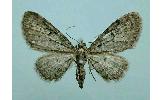 Eupithecia virgaureata invisa