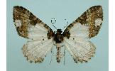 Melanthia Melanthia