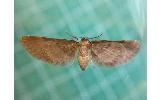 Eupithecia Eupithecia